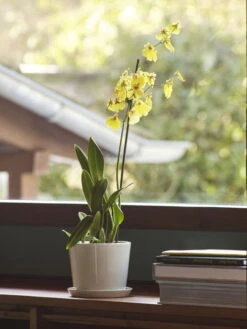 HAY Botanical Family Pot And Saucer, M, Off White -Finnishdesignshop Botanical Family M off white