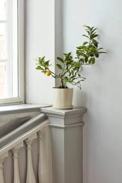 HAY Botanical Family Pot And Saucer, L, Off White -Finnishdesignshop Botanical Family off white 1