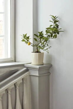 HAY Botanical Family Pot And Saucer, XL, Off White 9 HAY Botanical Family Pot And Saucer, XL, Off White -Finnishdesignshop Botanical Family off white